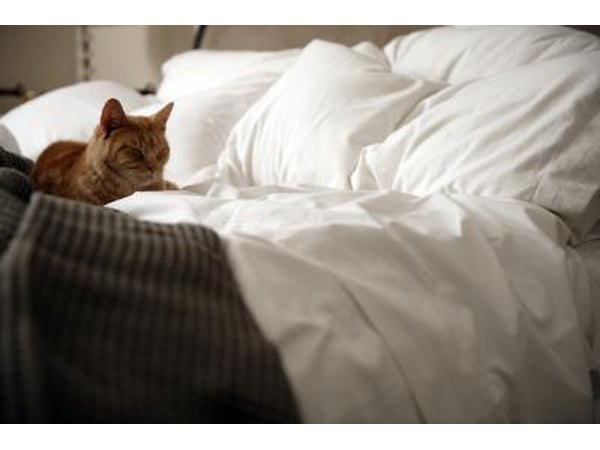 cat on bed