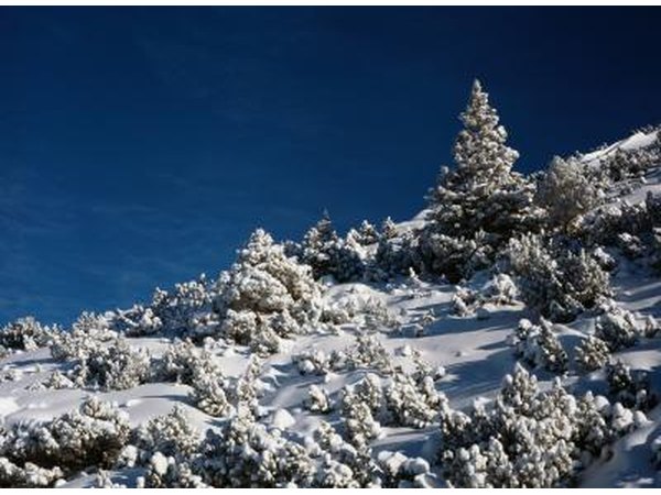 The bark of a fir tree is typically smooth and becomes furrowed over time.