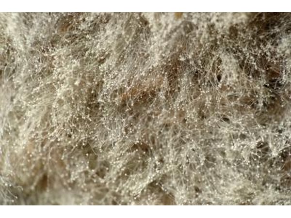 close up of mold