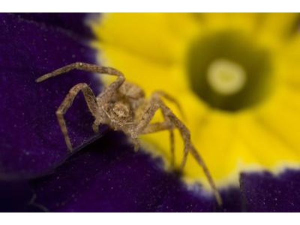the bite of the black footed spider is painful but harmless