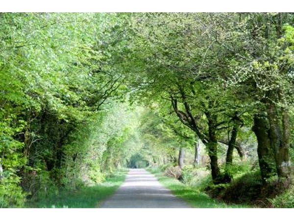 A sunny path covered by a canopy of trees.
