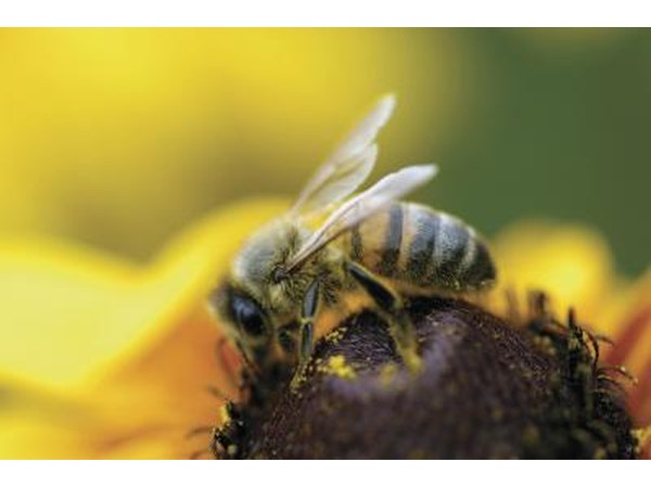 A bumble bee sips nectar from a sunflower.