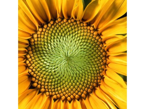 Adding sunflower seeds to your daily meals will help you meet your daily requirement for fiber.