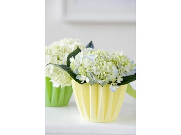 Hydrangeas