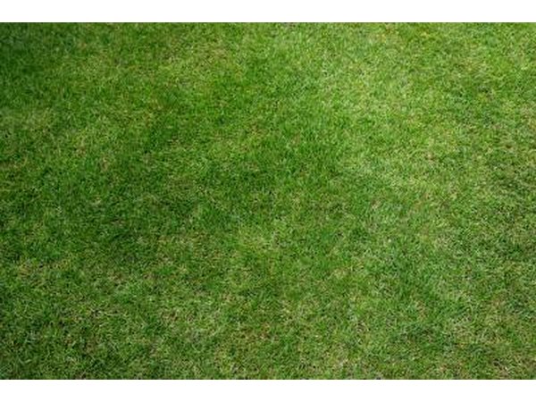 Close up of lawn.