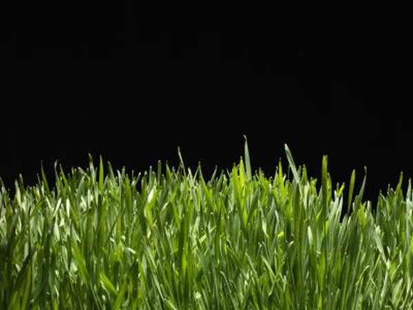 Grow wheatgrass