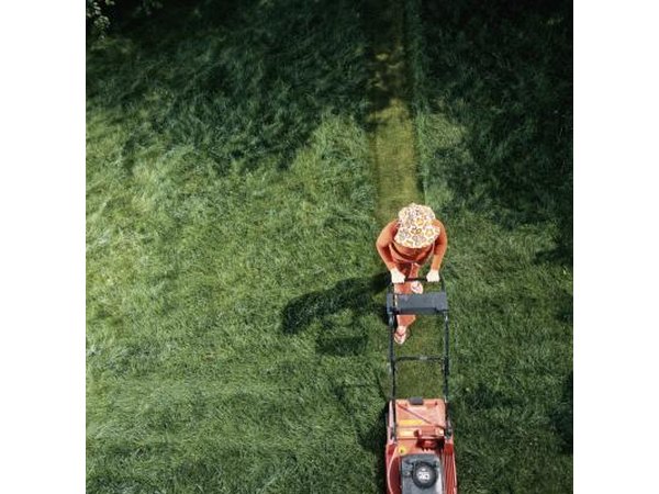 Know which variety of St. Augustine grass you have, as heights vary from 2 to 4 inches.