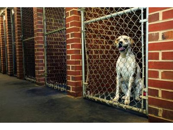 Dalmatian in dog kennel.