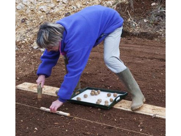 A person spacing the distance between potato plants