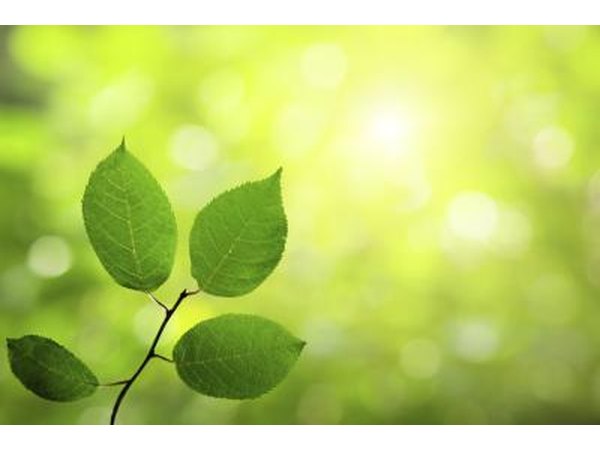 Plant in sunlight