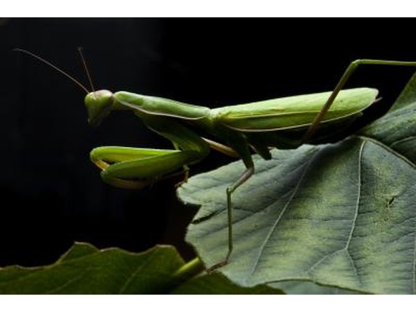 praying mantis