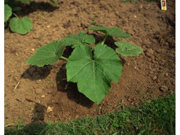 Improve the Soil
