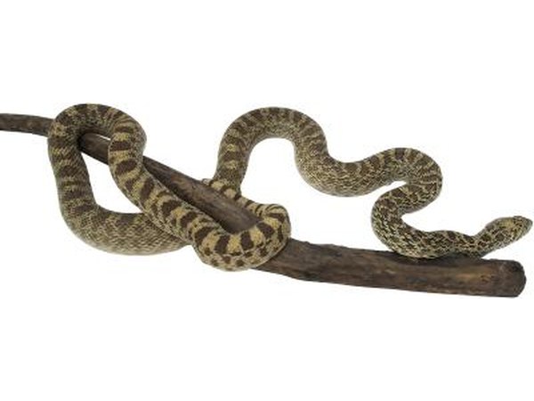 The gopher snake can be found throughout the state of Utah.