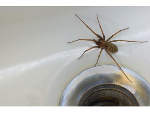 Spider in sink