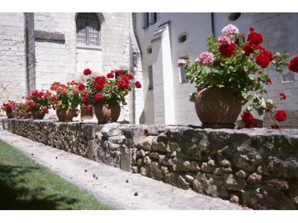 Flowers on a stone wall