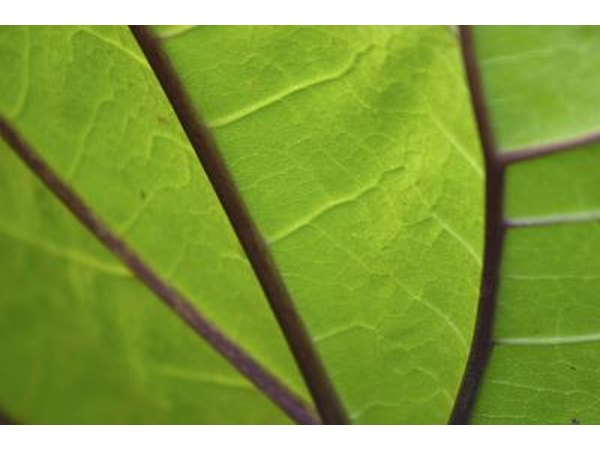 Close up of a green leaf.