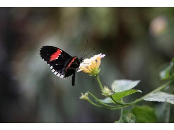 Butterflies can symbolize the transformation into married life.