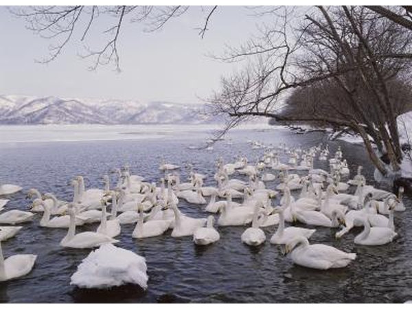 Swans are among the birds that migrate to the tundra to lay eggs in the spring.