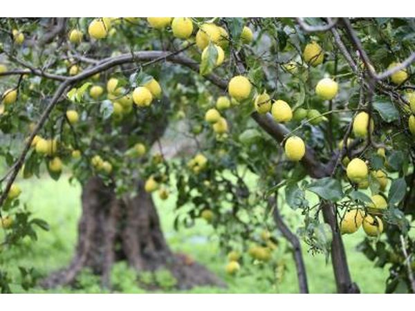 A meyer lemon tree is full of ripe lemons.