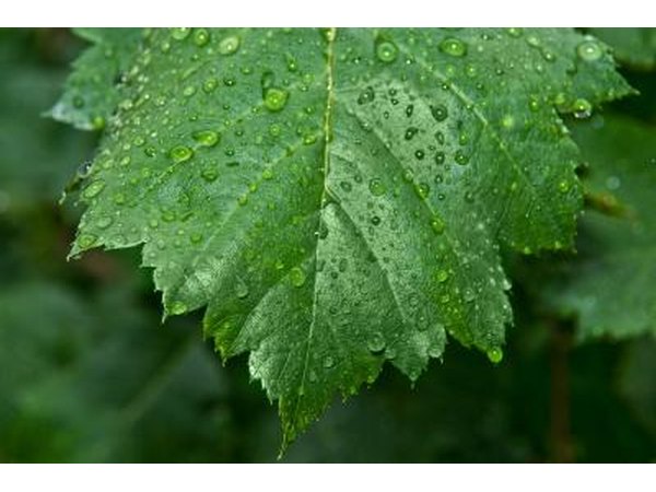 Raindrops cling to a wet leaf.