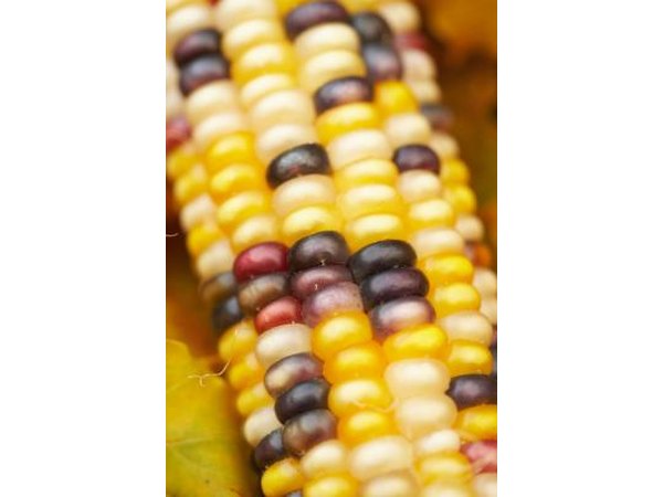 Plum and yellow tones can be found in natural items like on ornamental corn.