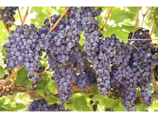 Purple grapes growing on a vine.