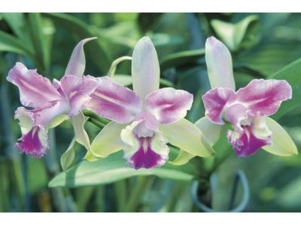 Tropical orchid flowers in bloom.