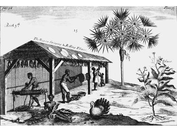 Slaves on a tobacco plantation