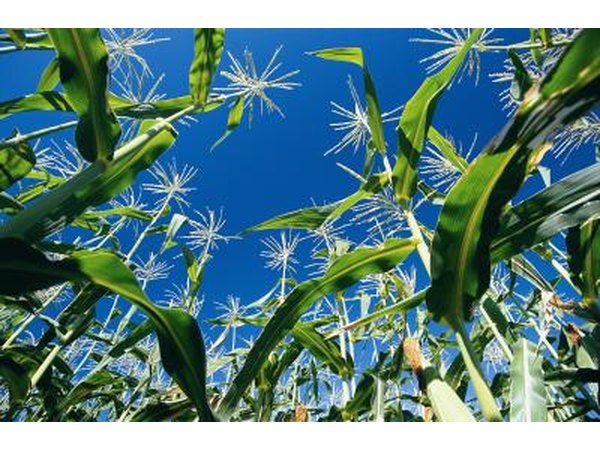 Corn