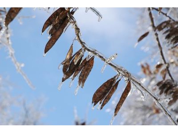 The branches of a redbud tree are covered in ice in the winter.