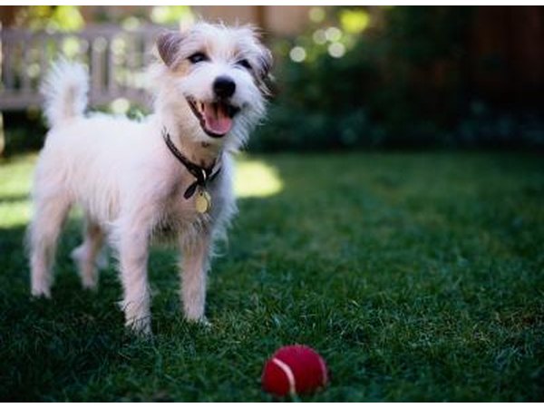 a cat's eye inspired pet can be a pup