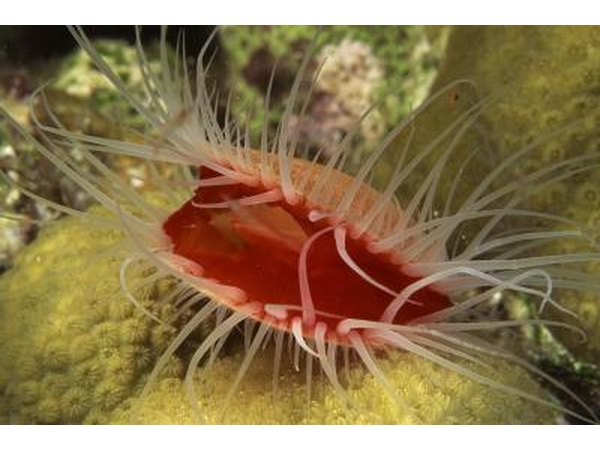 Scallop in its natural envrionment