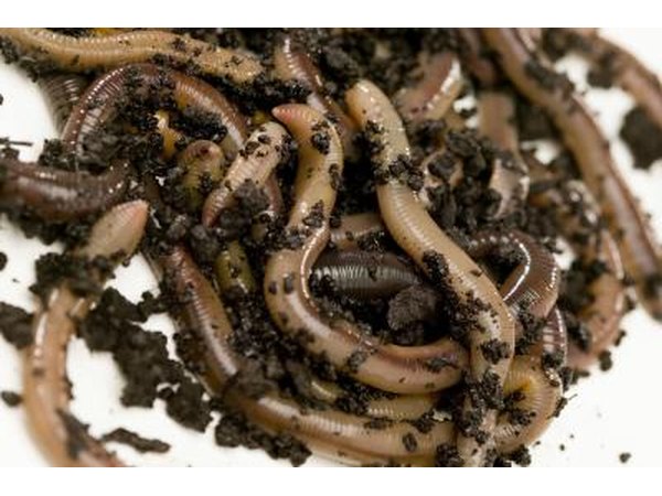 Pile of earthworms.