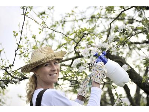 Woman spraying tree with neem oil