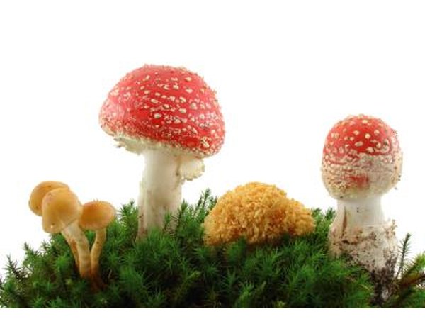 Variety of mushrooms.