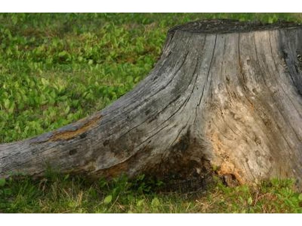 Nests