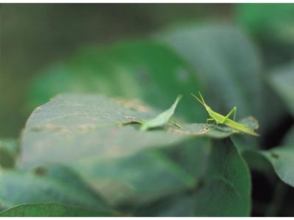two grasshoppers