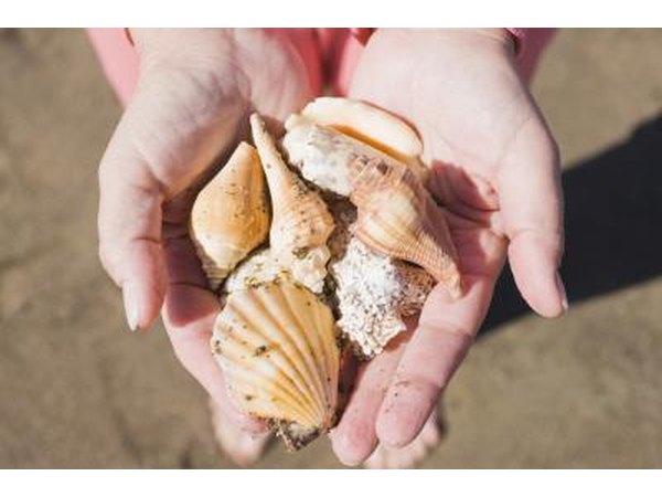 Scrub debris off shells.