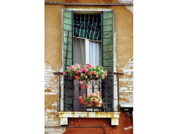 Geraniums on window sill
