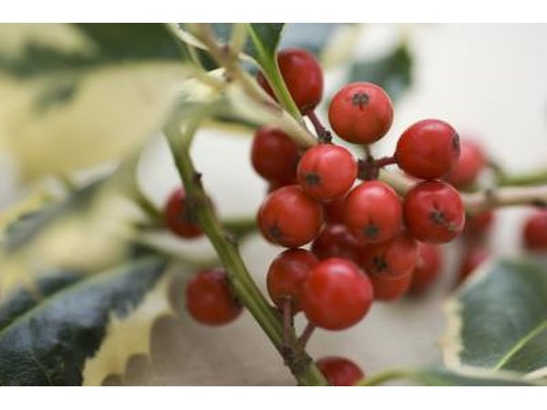 Close up of holly berries.