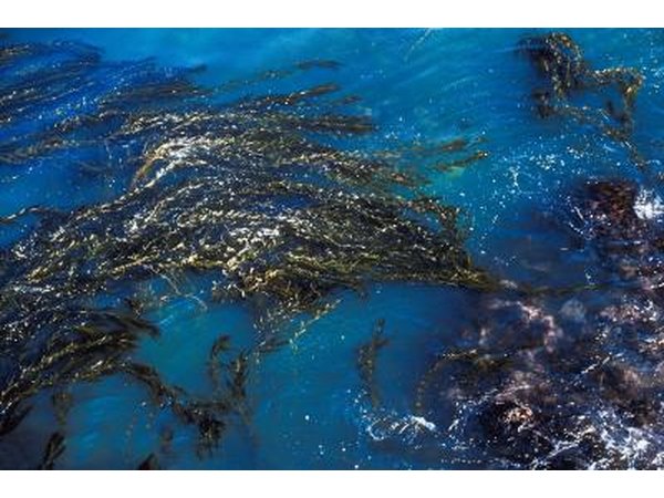 Kelp, a large brown seaweed of the Fucaceae family, is used not only for food but as a primary source of iodine.