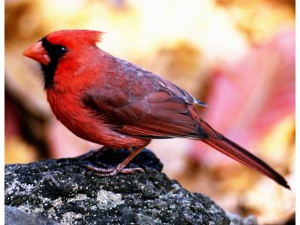 The male cardinal's bright red coat is unmistakable.