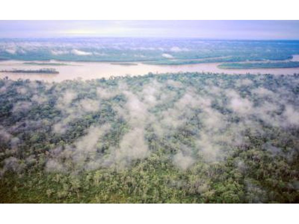 The majority of plants in the Amazon rainforest are trees.