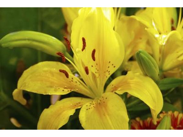 The blooms come in many different colors.