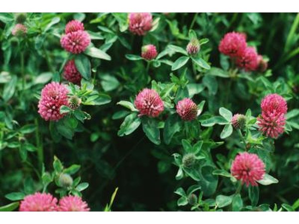 Red clover is a great way to supplement phytoestrogens safely.