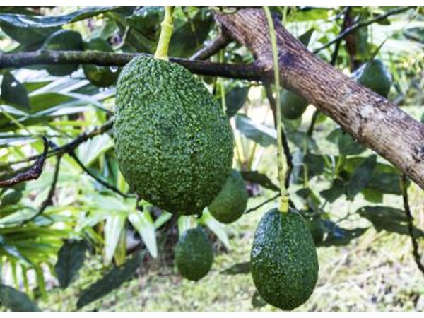Avacado tree