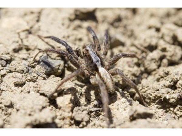 Spider in the soil.