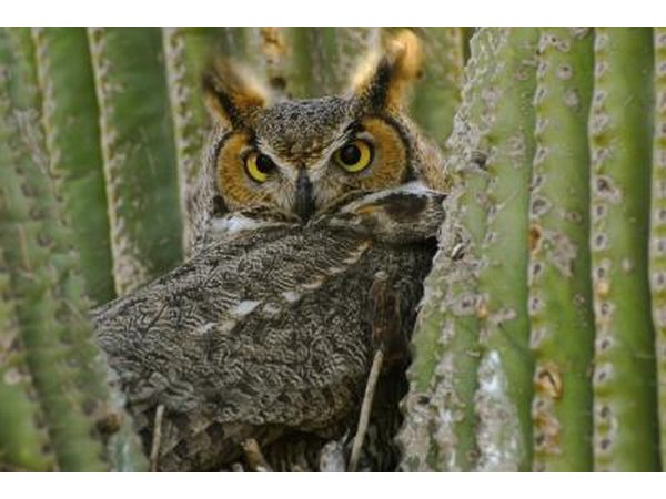 A Great-Horned owl is tucked in between the arms of a desert cactus.