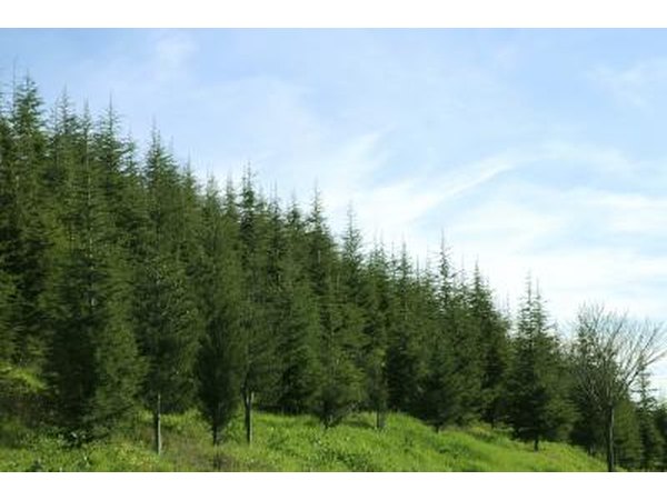 A stand of pine trees on a hillside.