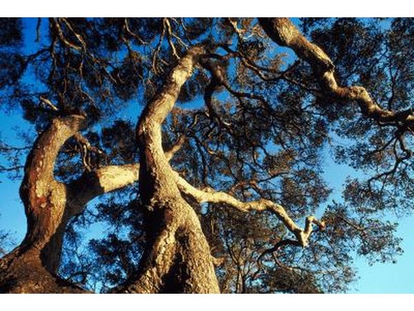 Live Oak tree.